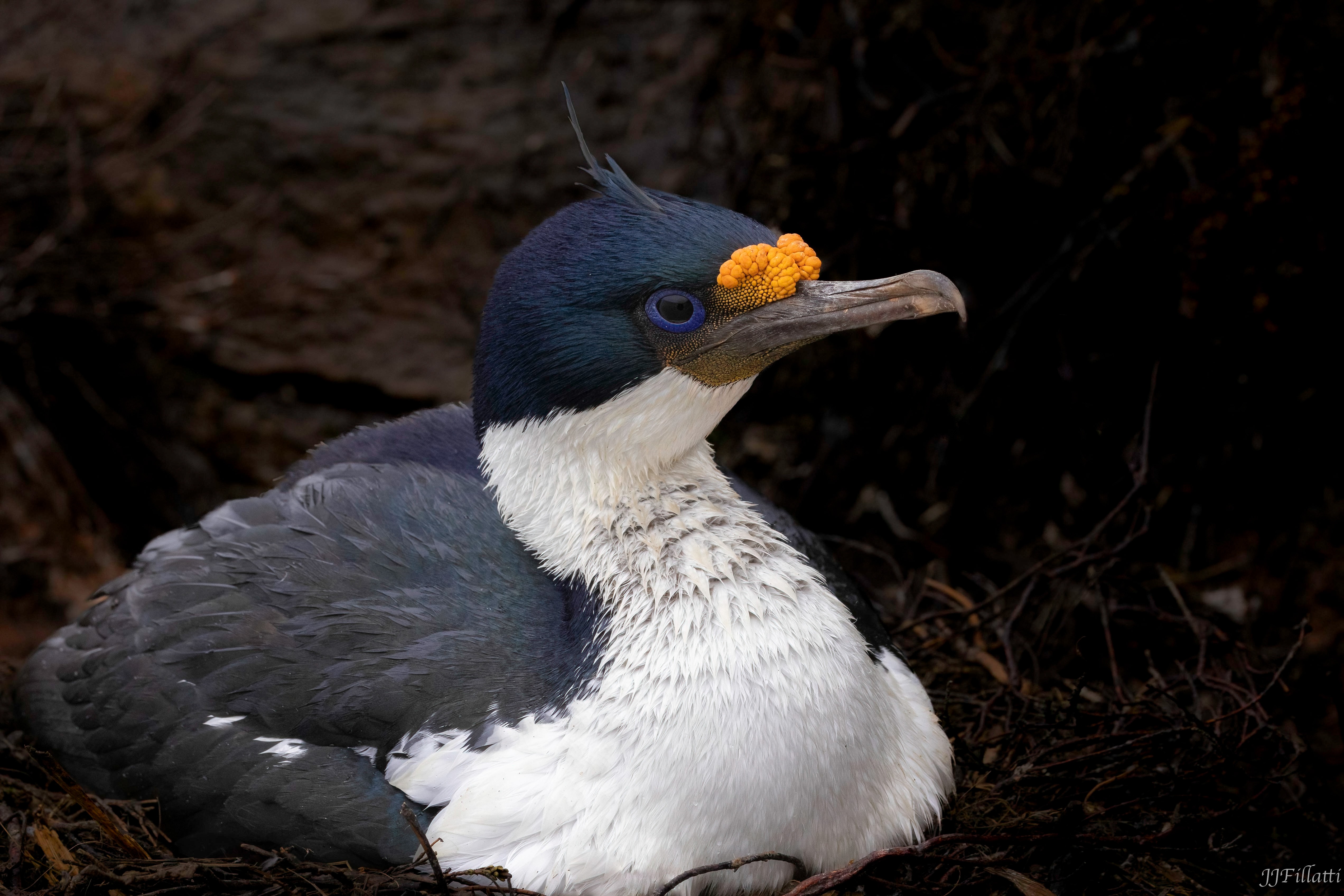 bird of the falklands image 64